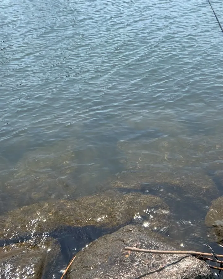 今日は、琵琶湖へモロコ釣り🎣に