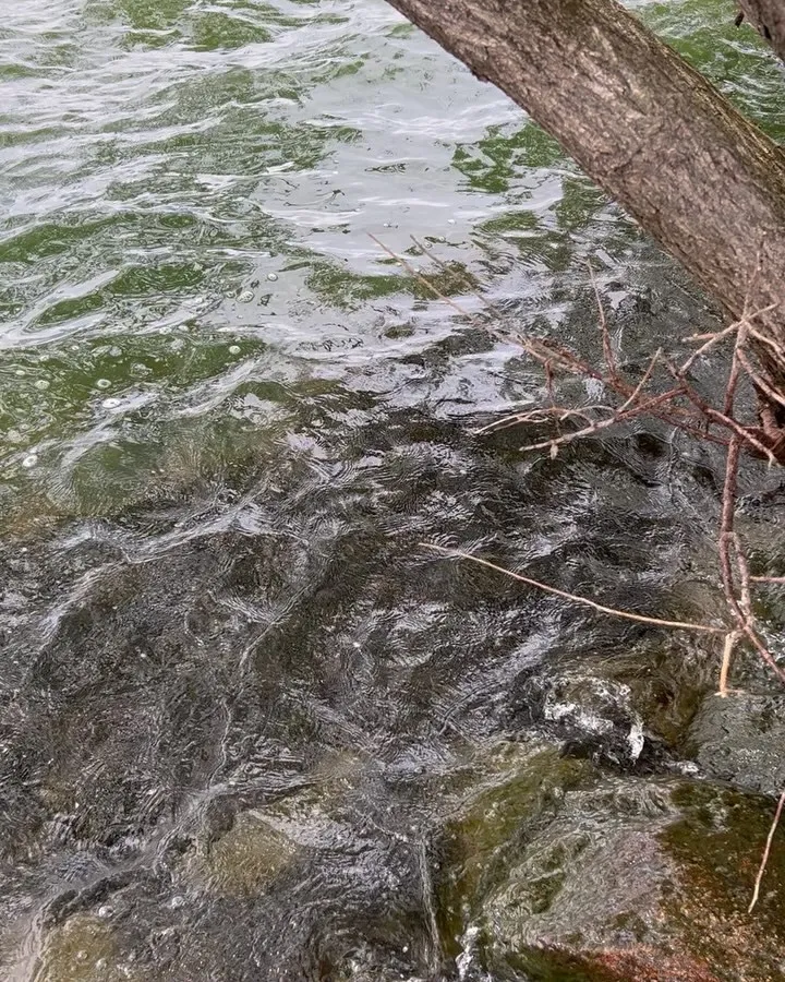 今年は、モロコの産卵が遅れているのか、そもそも、少ないのか、...