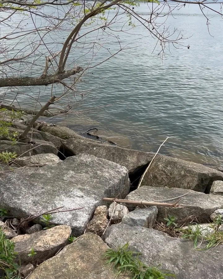 琵琶湖モロコ掬い