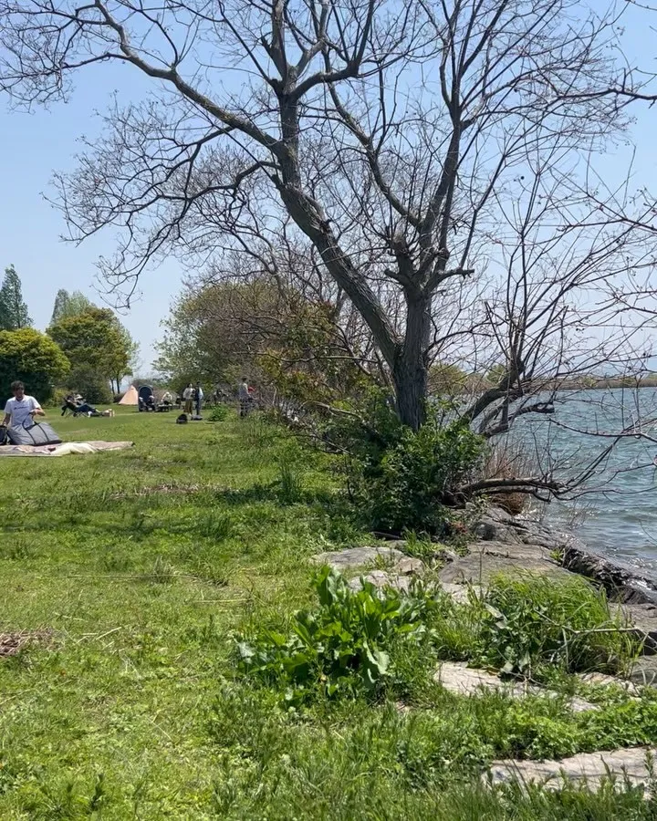 今日も、琵琶湖へ、本モロコ取りに、行って来ました。