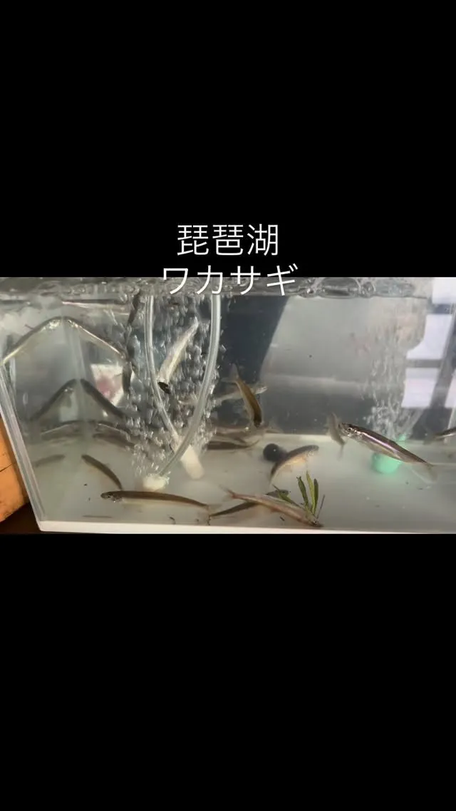 明けまして、おめでとう御座います。